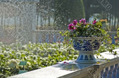 Pots of flowers