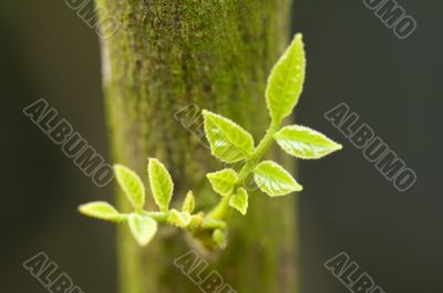 Leaves