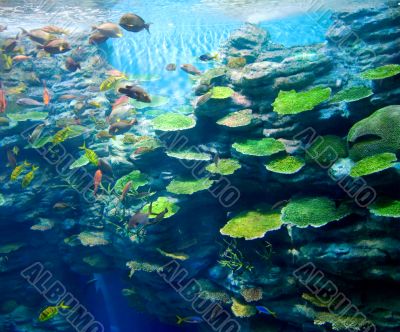 Corals with fish