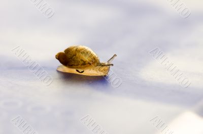 Small snail Small snail