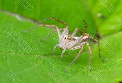 Lynx spider on plant