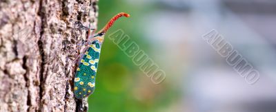 Fulgora candelaria Linnaeus