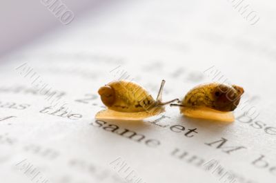 Small snails Small snails