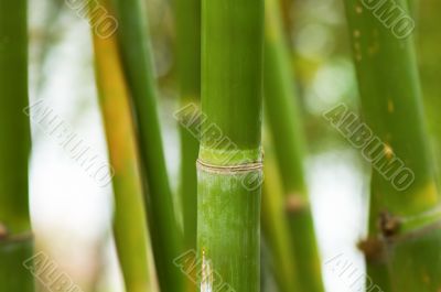 Bamboo