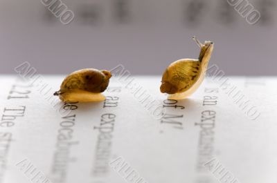 Small snails