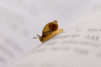 Small snail Small snail