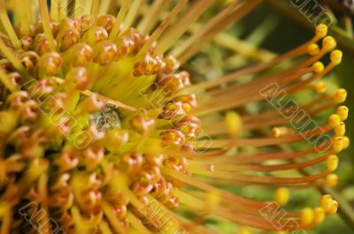 Yellow blooming protea pincushion