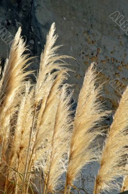 Bulrush against sunlight