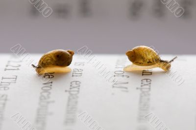 Small snails