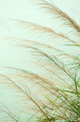 Bulrush