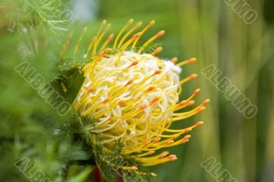 Yellow blooming protea pincushion