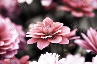 Blooming dahlia flowers Blooming dahlia flowers