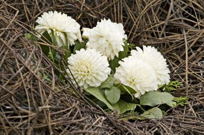 Decorative of dahlia flowers over dired stalk