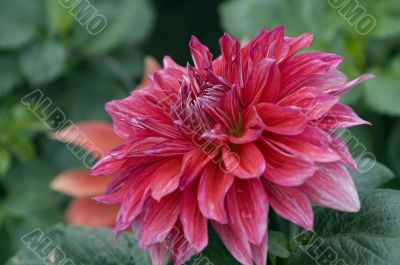 Rosy dahlia flower