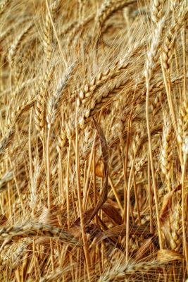 Ears Of Wheat