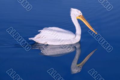 Pelican Pelican