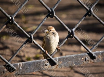 Sparrow on an iron fencing