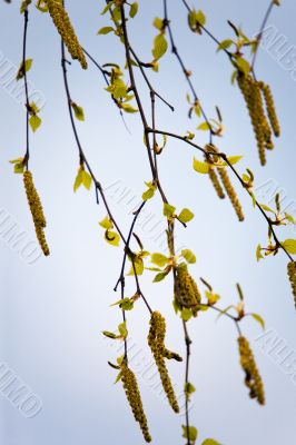 Branches of a birch