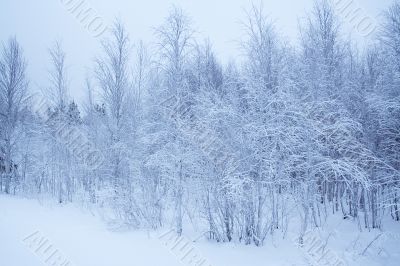 winter landscape / horizontal / snow forest
