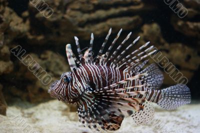 Porcupine fish