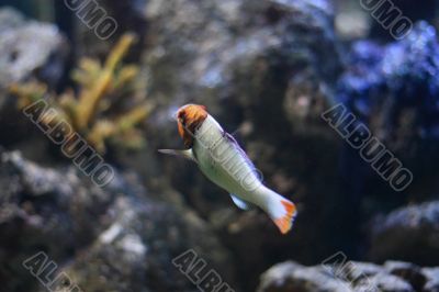 Orange head fish