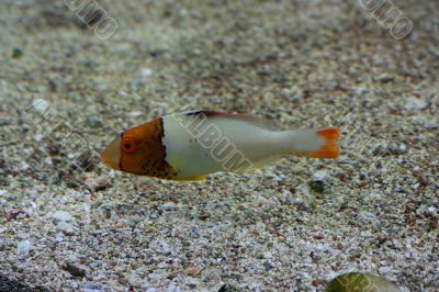 Orange head fish