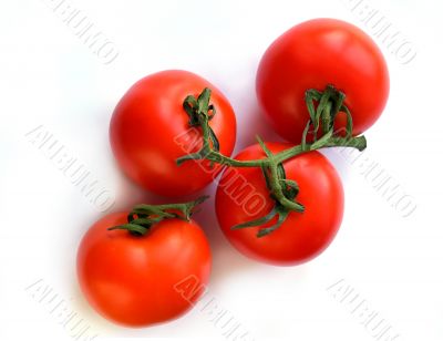 mature,ripe tomatoes on a white background,  isolated