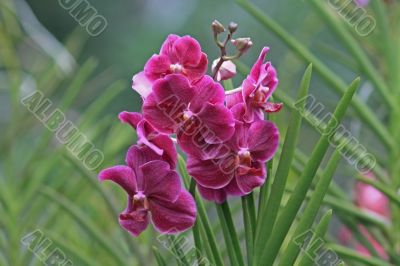 Vanda, Orchid