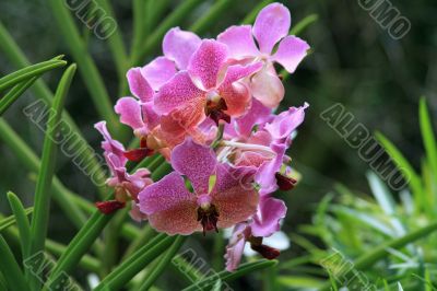 Vanda, Orchid