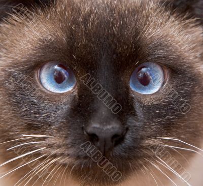 Muzzle of the Siamese cat