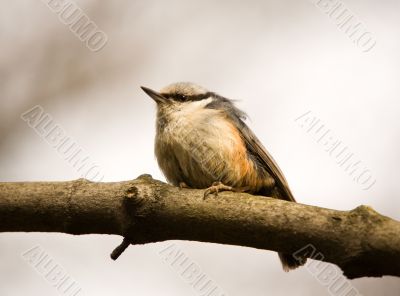 nuthatch