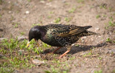 starling hunts on worms