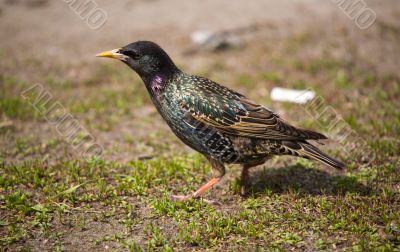 Starling on a grass
