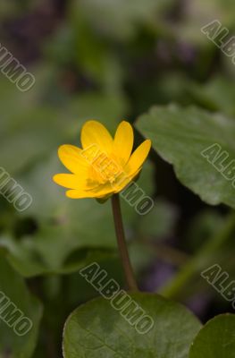 yellow spring flower