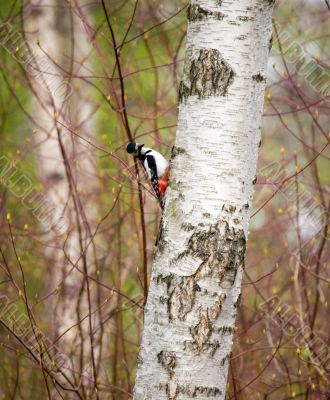 Woodpecker on a birch