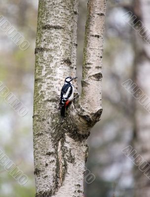 Woodpecker on a birch