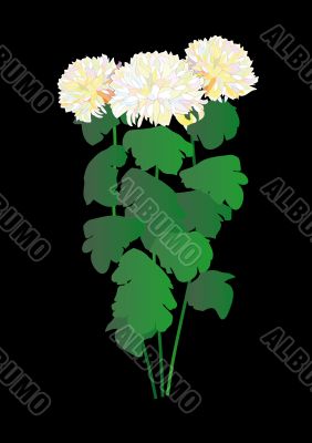 Chrysanthemums