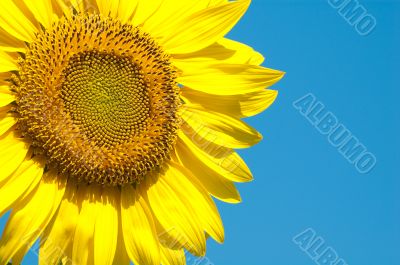 A lovely sunflower