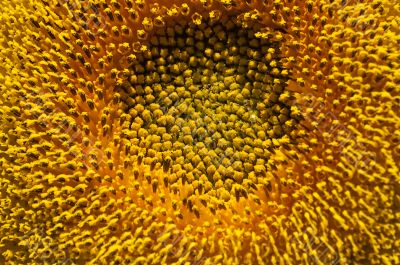 Close up of the sunflower pollen Close up of the sunflower pollen