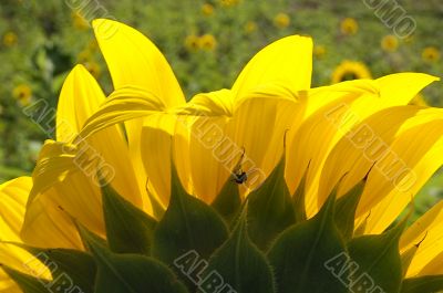 An insect on the back of a sunflower in the field