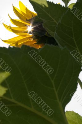 Sunflower bathing in sunlight
