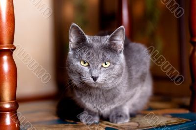 grey cat grey cat