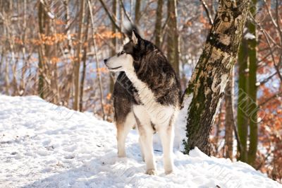 Crossbreed Huskey Malamut in the snow Crossbreed Huskey Malamut in the snow