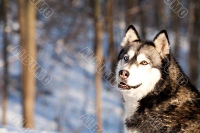 Crossbreed Huskey Malamut in the snow looking behind Crossbreed Huskey Malamut in the snow looking behind