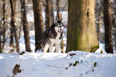 Crossbreed Huskey Malamut in the snow on guard Crossbreed Huskey Malamut in the snow on guard