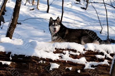 Crossbreed Huskey Malamut in the snow on a fallen tree Crossbreed Huskey Malamut in the snow on a fallen tree