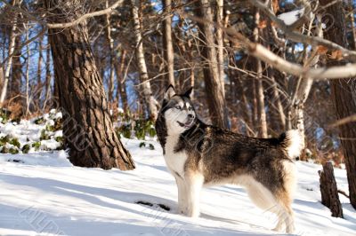 Crossbreed Huskey Malamut in the snow paying attention