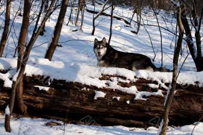 Crossbreed Huskey Malamut in the snow laying down Crossbreed Huskey Malamut in the snow laying down