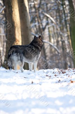 Crossbreed Huskey Malamut in the snow looking away Crossbreed Huskey Malamut in the snow looking away