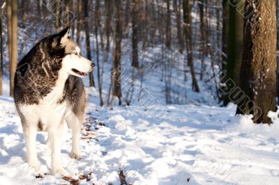 Crossbreed Huskey Malamut in the snow watching Crossbreed Huskey Malamut in the snow watching